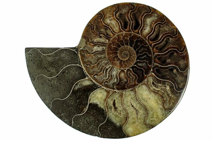 Cut & Polished Ammonite Fossil (Half) - Madagascar #318023
